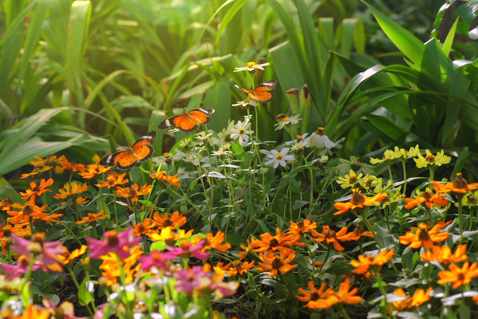 Biodiversité